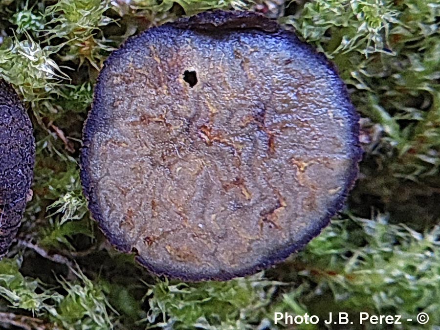 Pachyphlodes citrina (= Pachyphlodes citrinus)