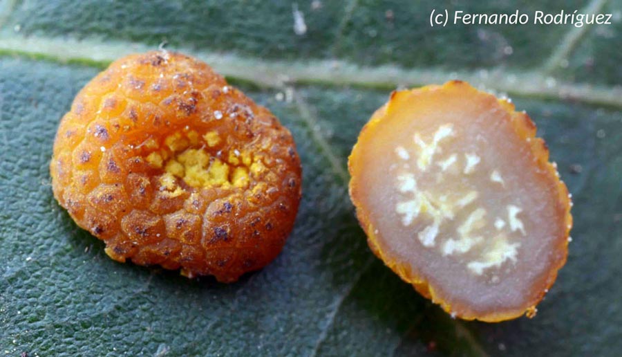 Pachyphlodes citrina (Pachyphloeus citrinus)