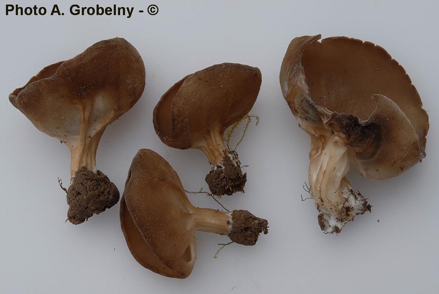 Helvella acetabulum (Paxina acetabulum)