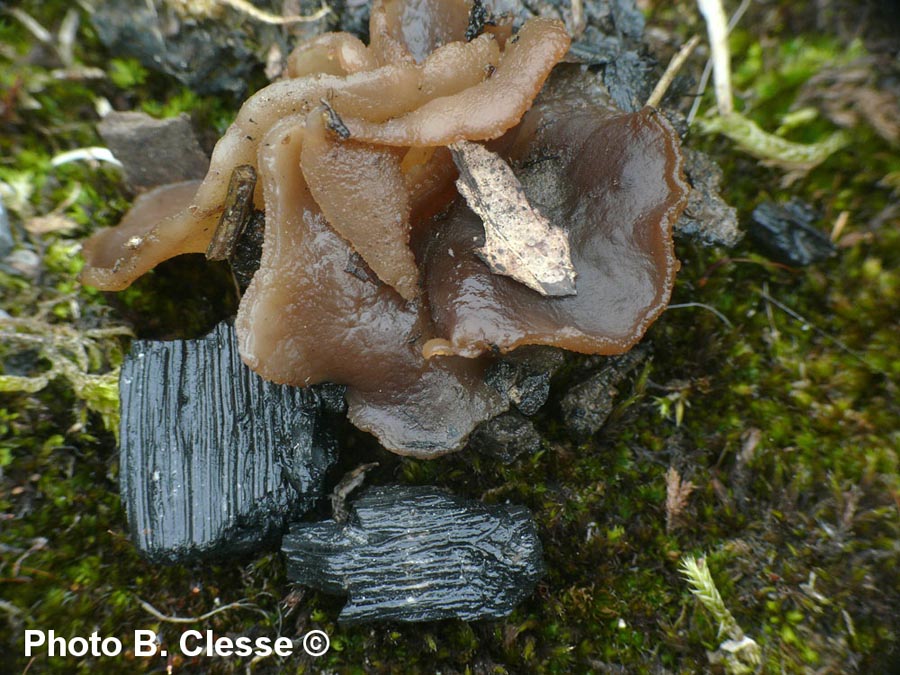 Peziza echinospora