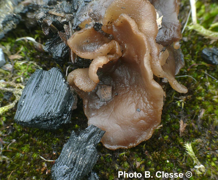 Peziza echinospora