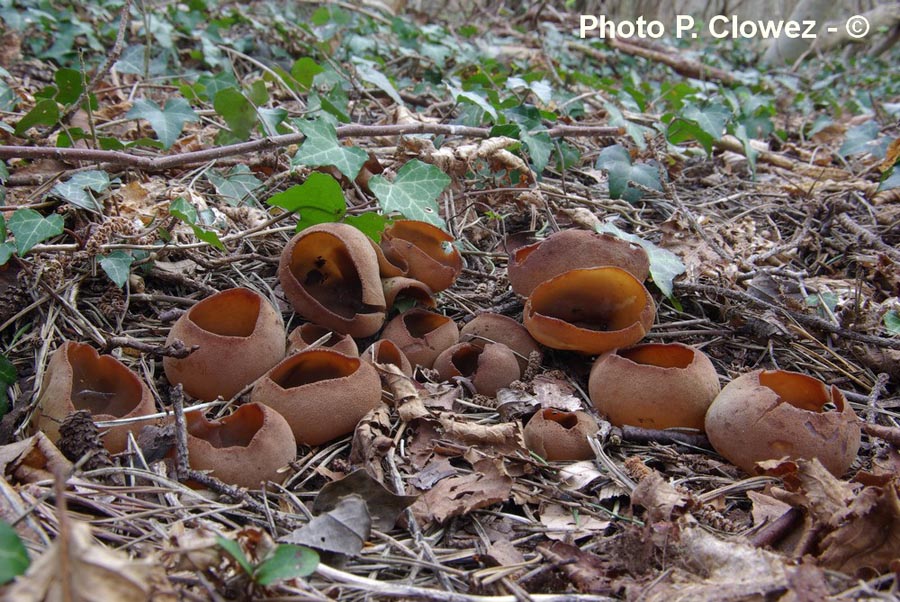 Peziza phyllogena (= P. badioconfusa)