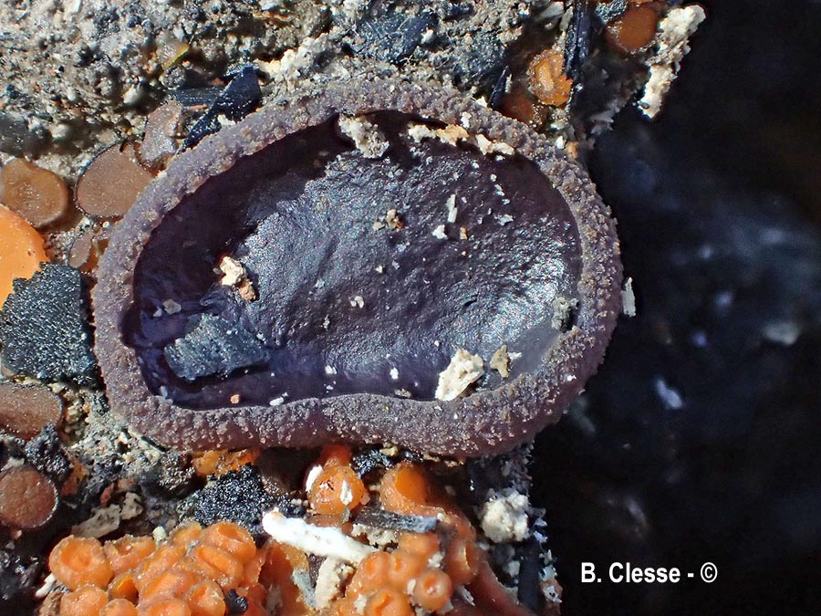 Peziza tenacella