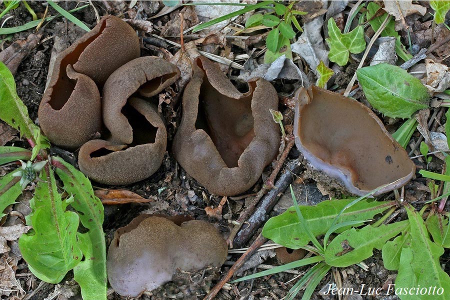 Phylloscypha phyllogena (Peziza phyllogena, Peziza badioconfusa)