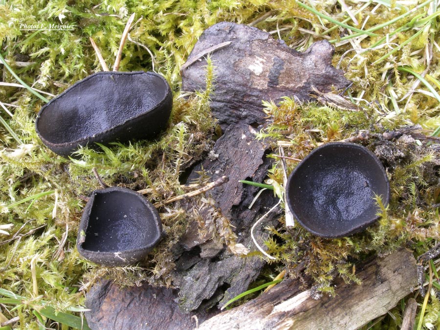 Pseudoplectania nigrella