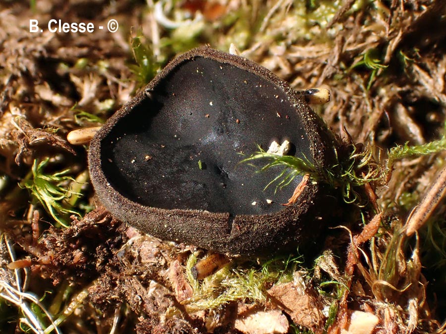 Pseudoplectania nigrella