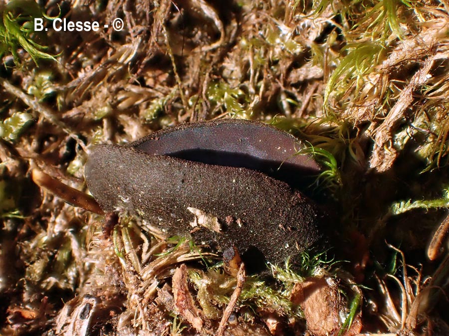 Pseudoplectania nigrella
