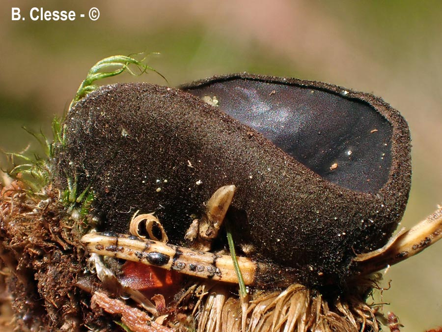 Pseudoplectania nigrella