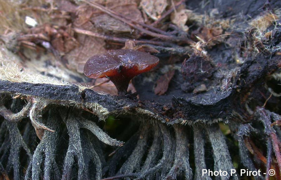 Rutstroemia echinophila