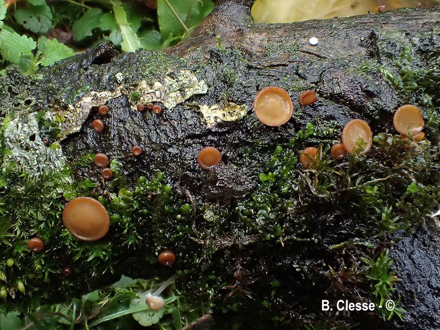 Rutstroemia firma