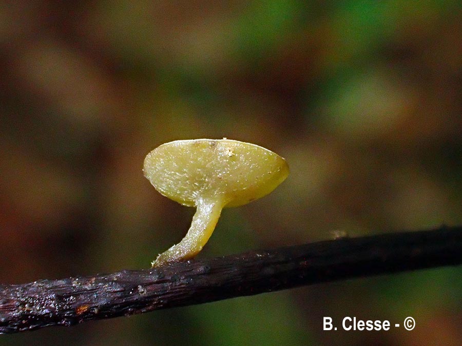 Lanzia luteovirescens (Rutstroemia luteovirescens)