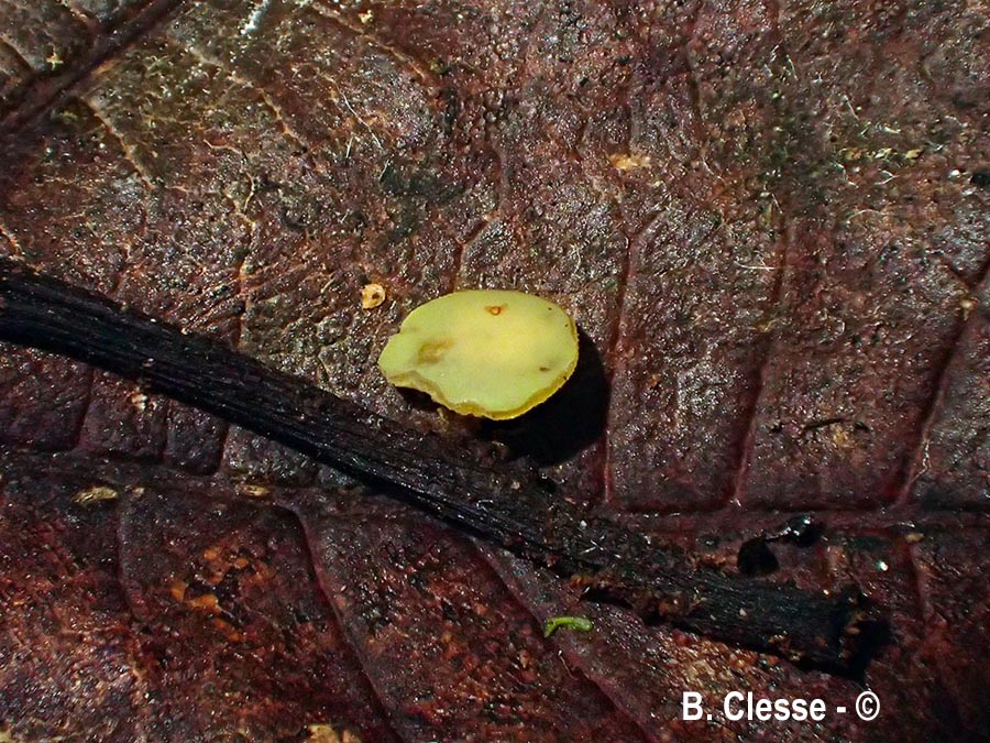 Lanzia luteovirescens (Rutstroemia luteovirescens)