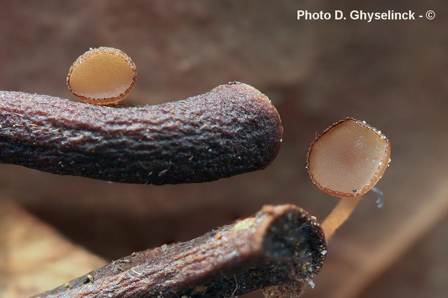 Rutstroemia petiolatum