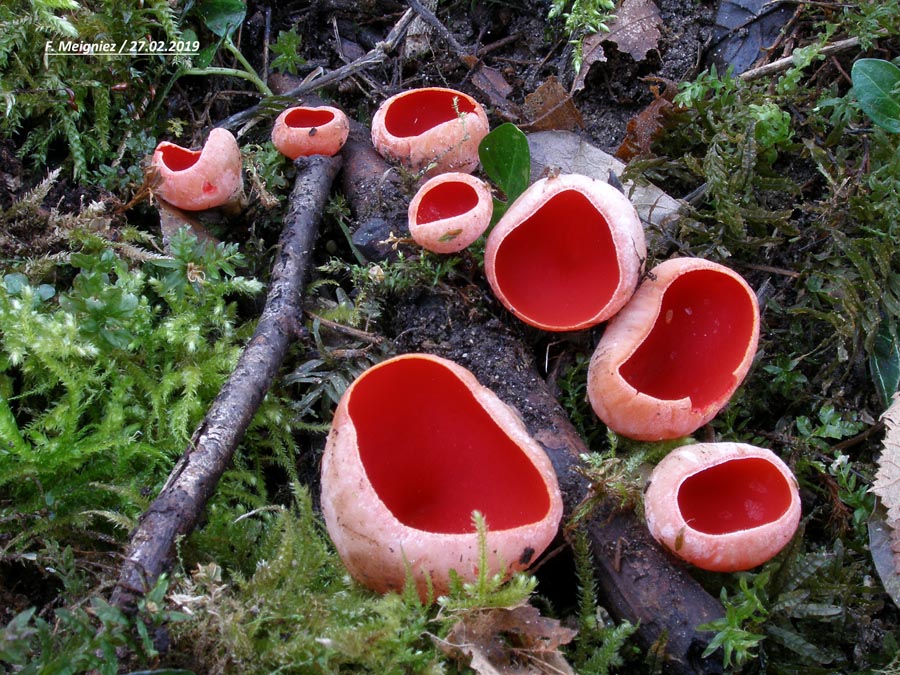 Sarcoscypha austriaca