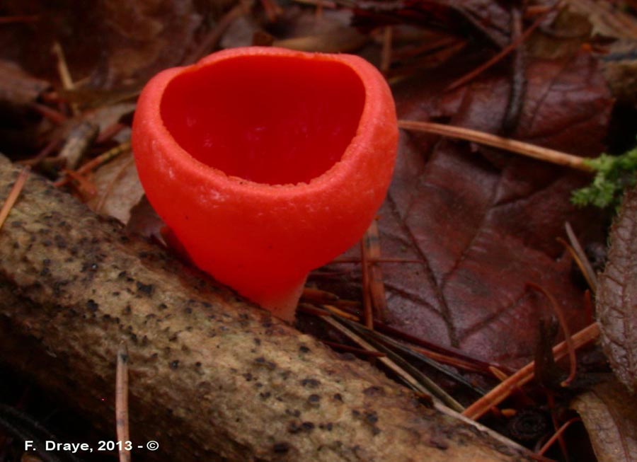 Sarcoscypha coccinea