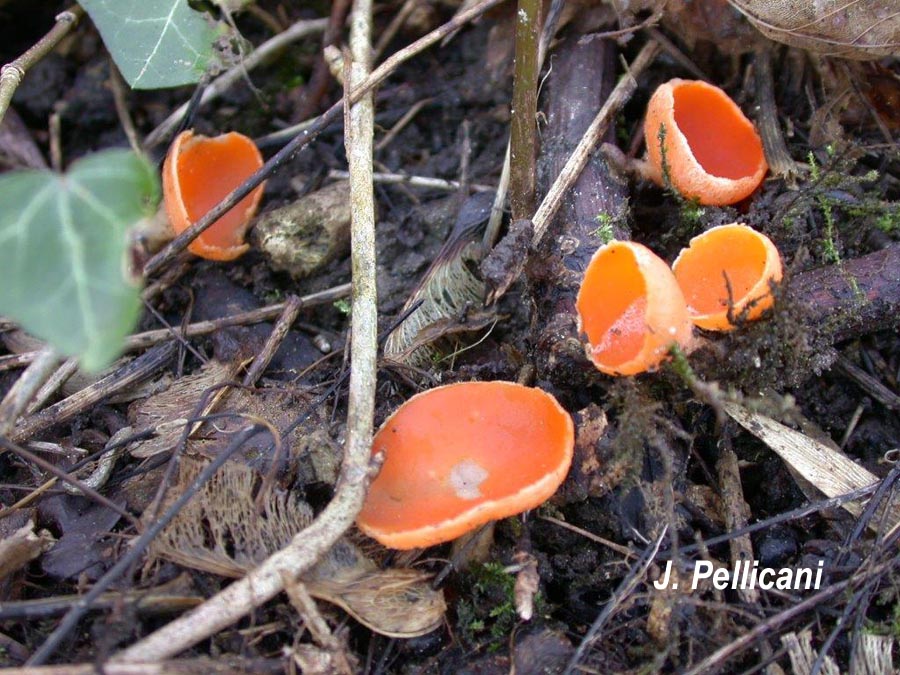 Sarcoscypha coccinea