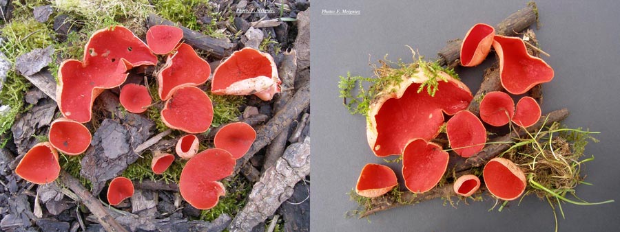 Sarcoscypha coccinea