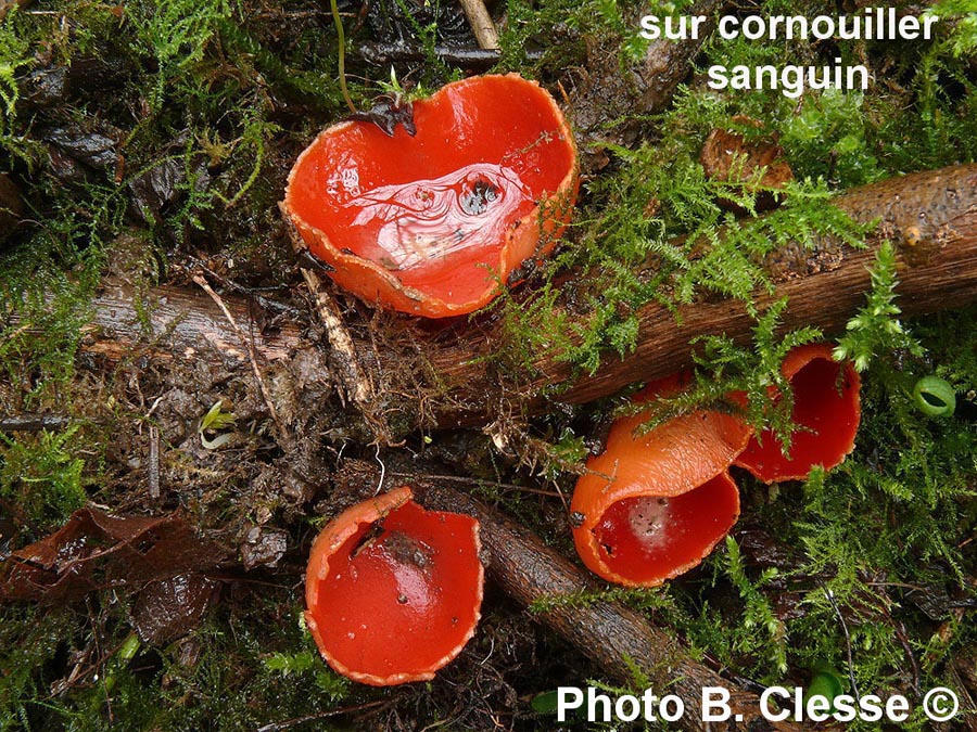 Sarcoscypha coccinea