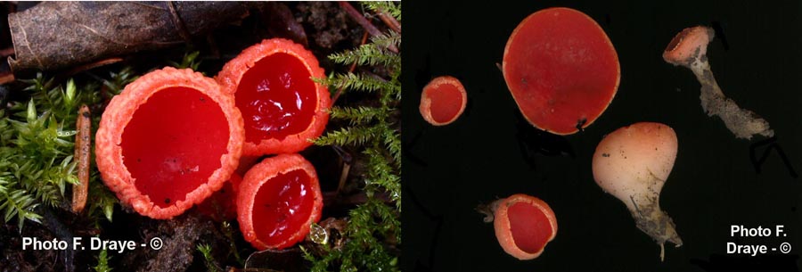 Sarcoscypha coccinea