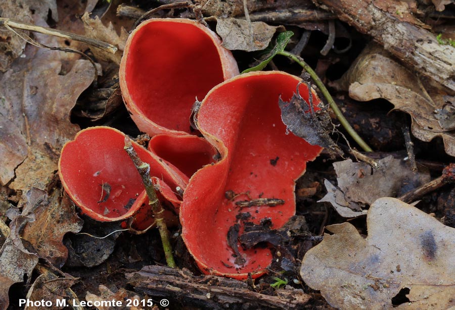 Sarcoscypha coccinea