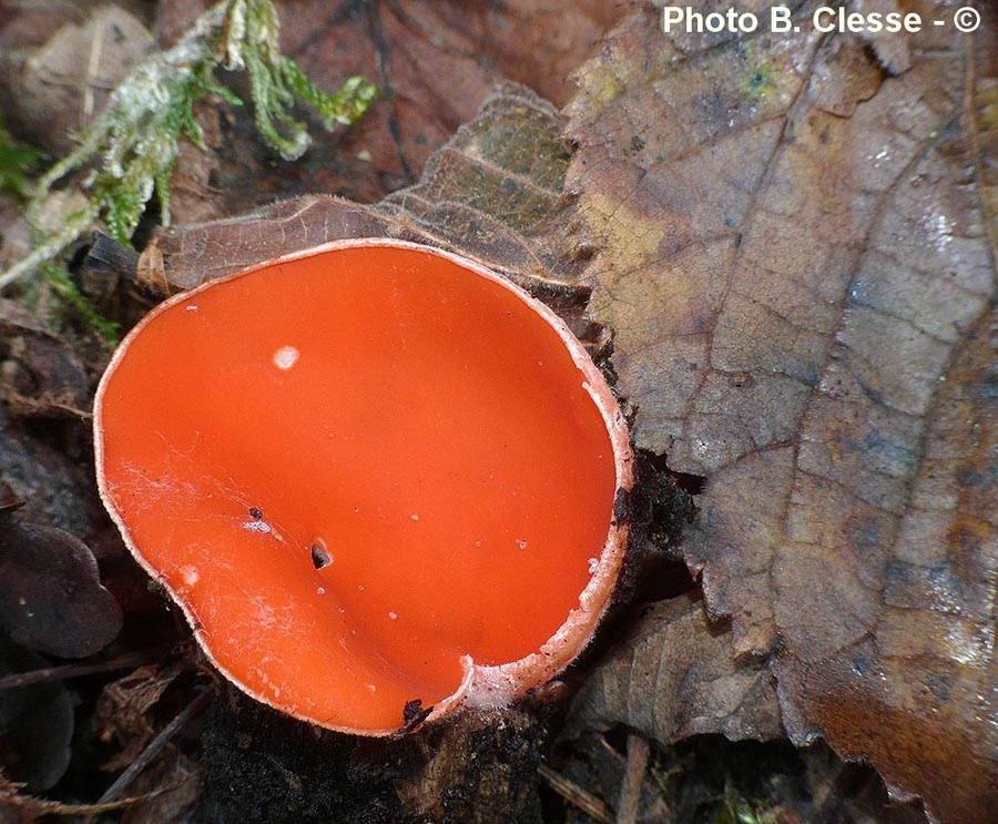 Sarcoscypha jurana