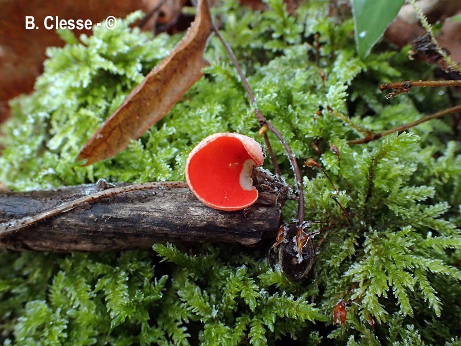 Sarcoscypha jurana