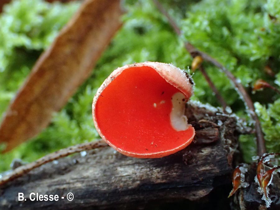 Sarcoscypha jurana