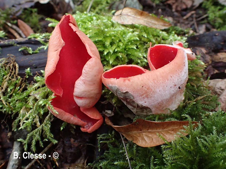 Sarcoscypha jurana