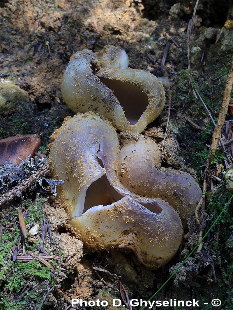 Sarcosphaera coronaria