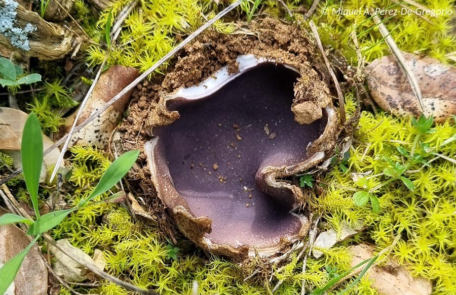 Sarcosphaera coronaria