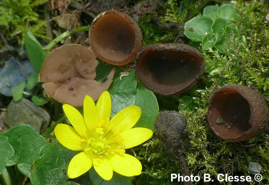 Sclerotinia binucleata