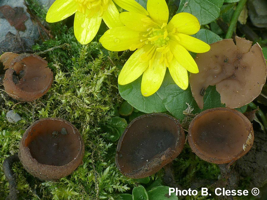 Sclerotinia binucleata