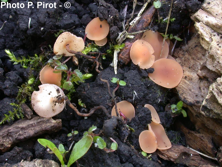 Sclerotinia sclerotiorum