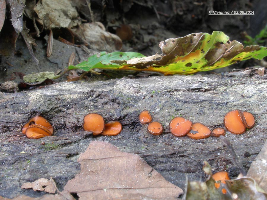 Scutellinia nigrohirtula