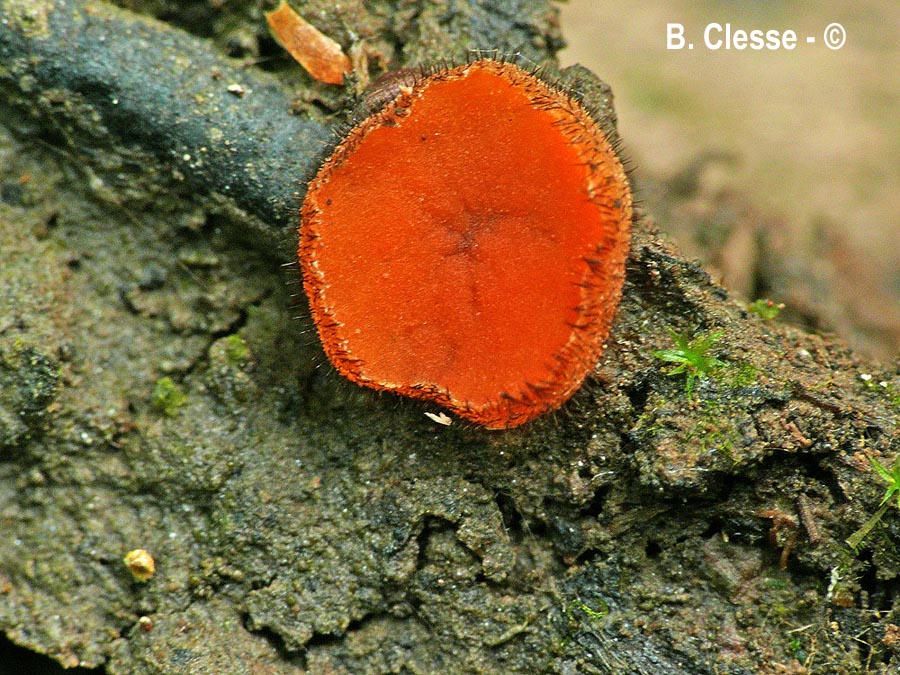 Scutellinia olivascens