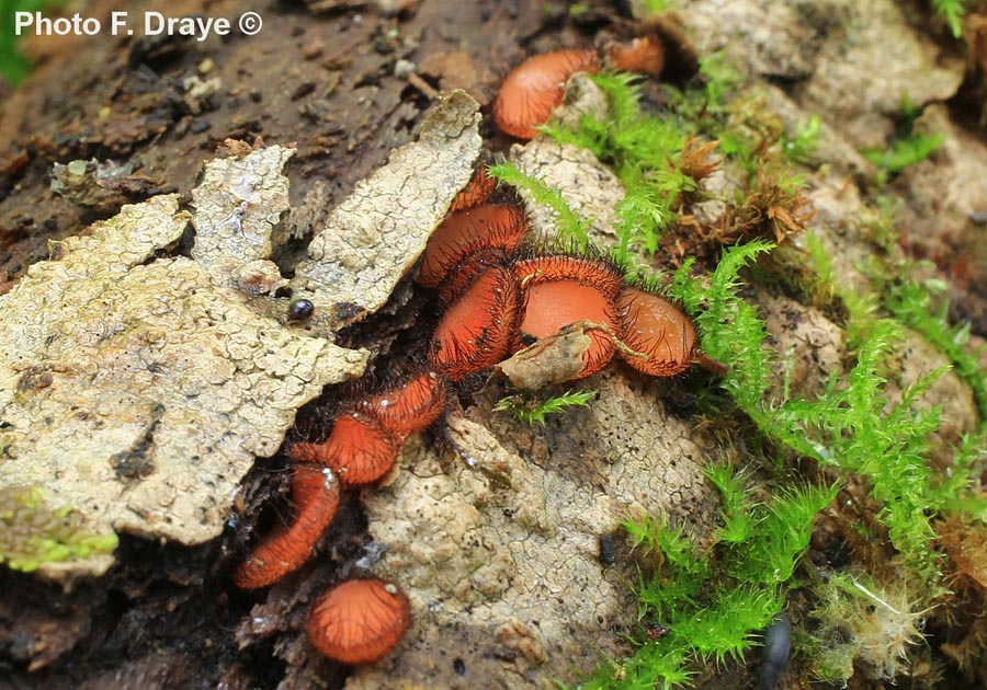 Scutellinia scutellata