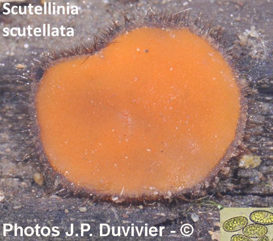 Scutellinia scutellata