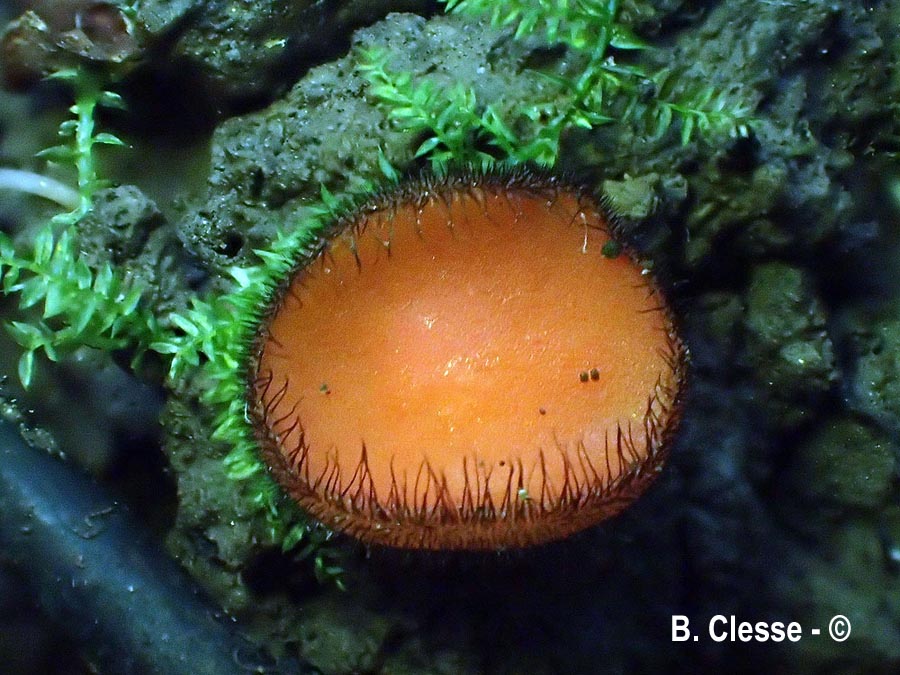 Scutellinia trechispora