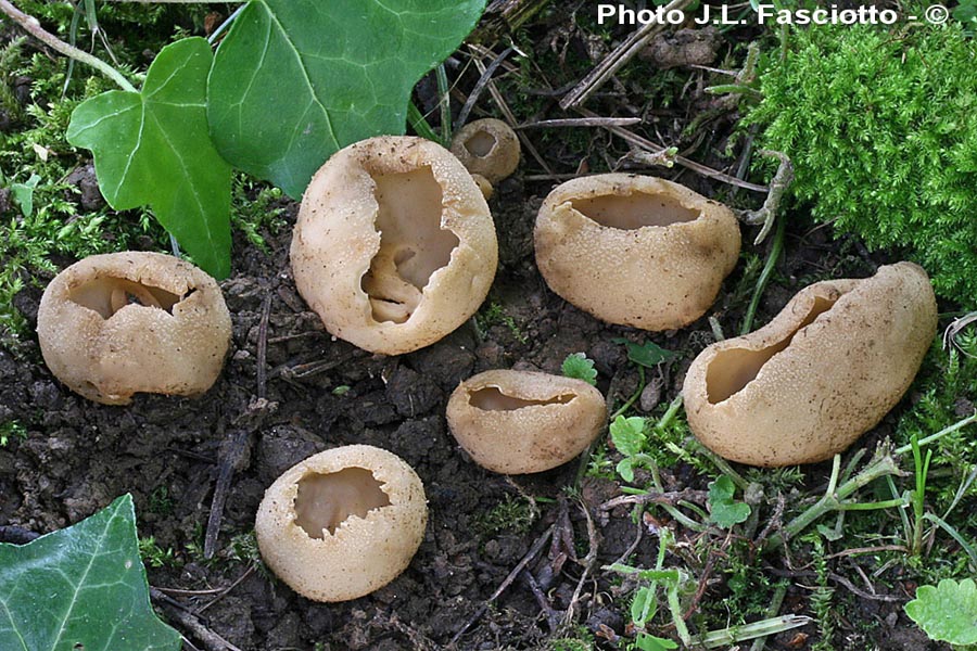 Tarzetta catinus