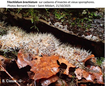 Tilachlidium brachiatum