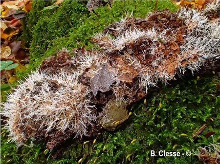 Tilachlidium brachiatum