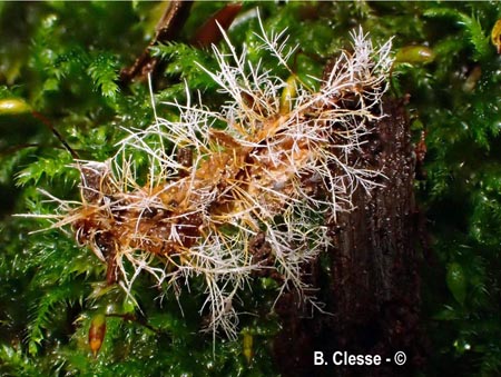 Tilachlidium brachiatum