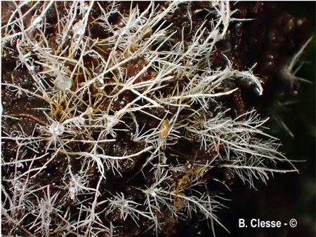 Tilachlidium brachiatum