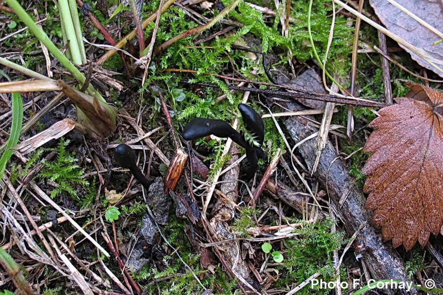 Trichoglossum hirsutum