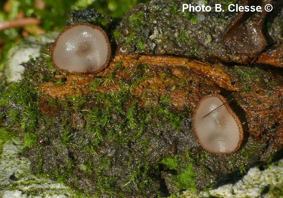 Trichophaea gregaria