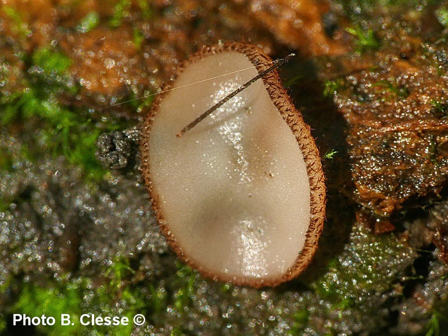 Trichophaea gregaria