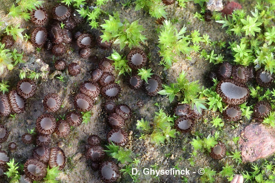 Trichophaea pseudogregaria