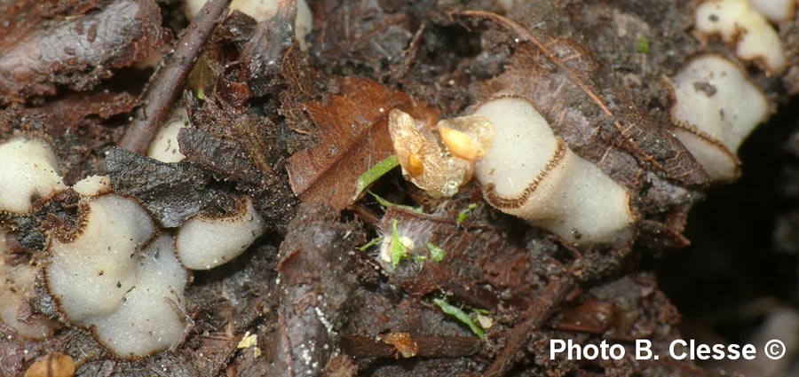 Trichophaea woolhopeia