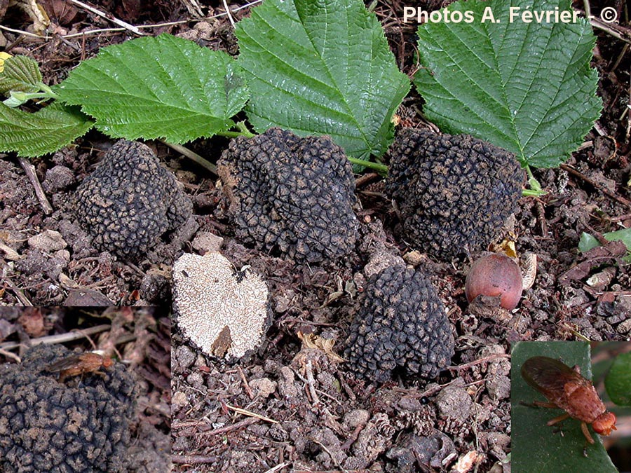 Tuber aestivum