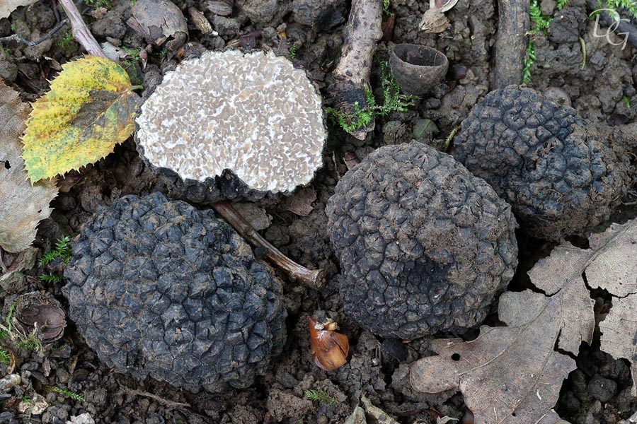 Tuber aestivum